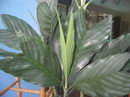 Chamaedorea Metallica